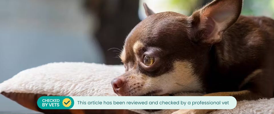 Down online syndrome chihuahua